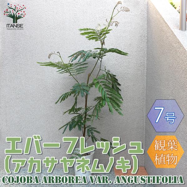 ITANSE 観葉植物 エバーフレッシュ(アカサヤネムノキ) リビング オフィス 窓辺向き 大型 7...