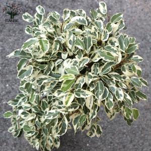ITANSE 観葉植物 フィカス ベンジャミン...の詳細画像3