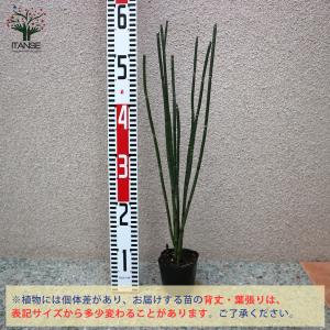 ITANSE トクサ 砥草 観葉植物 9cm ...の詳細画像1
