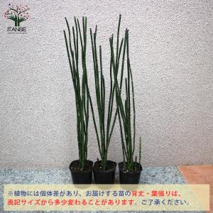 ITANSE トクサ 砥草 観葉植物 9cm ...の詳細画像2