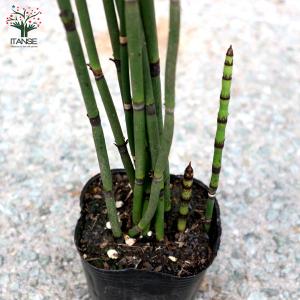 ITANSE トクサ 砥草 観葉植物 9cm ...の詳細画像3