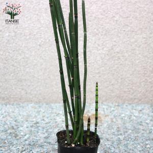 ITANSE トクサ 砥草 観葉植物 9cm ...の詳細画像5