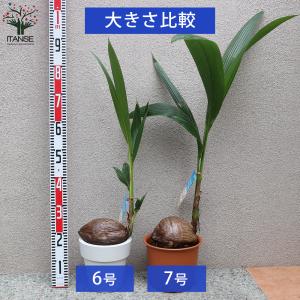 ITANSE ココヤシ 観葉植物 7号プラスチ...の詳細画像2