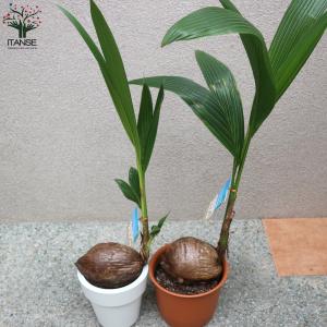 ITANSE ココヤシ 観葉植物 7号プラスチ...の詳細画像3