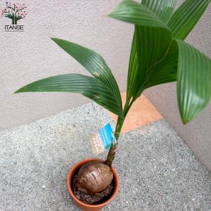 ITANSE ココヤシ 観葉植物 7号プラスチ...の詳細画像5