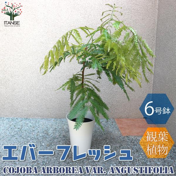 ITANSE エバーフレッシュ (アカサヤネムノキ) 観葉植物 中型 6号プラスチック鉢 1個売り ...