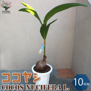 現品】ザミア・フロリダーナ 多頭株 10号 白鉢（1） : 花のアリマツ