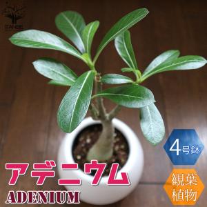 コーデックスアデニウム 花 ガーデニング の商品一覧 通販 Yahoo ショッピング