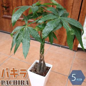ITANSE パキラ編み リビングやオフィス向きサイズ 観葉植物 スクエア5号鉢 1個売り 人気 観葉植物 おしゃれ インテリア 観賞 送料無料 イタンセ公式