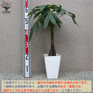 ITANSE パキラ編み リビングやオフィス向...の詳細画像1