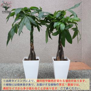 ITANSE パキラ編み リビングやオフィス向...の詳細画像2