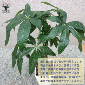 ITANSE パキラ編み リビングやオフィス向...の詳細画像3