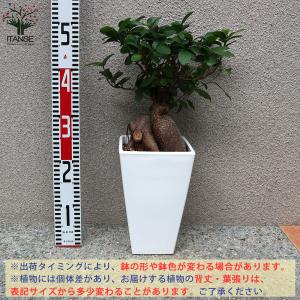 ITANSE ガジュマル リビングやオフィス向...の詳細画像1