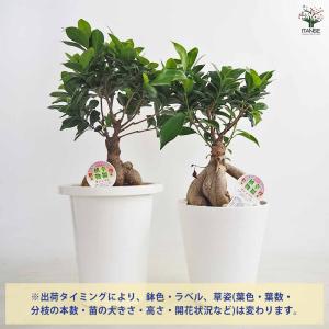 ITANSE ガジュマル リビングやオフィス向...の詳細画像3