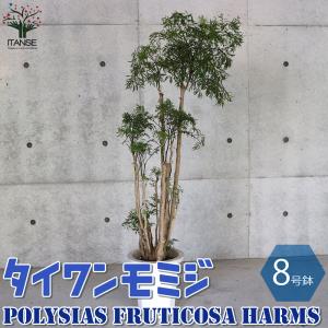 観葉植物：ポリシャス ロベル*7号セラアート鉢 受皿付 バークチップ