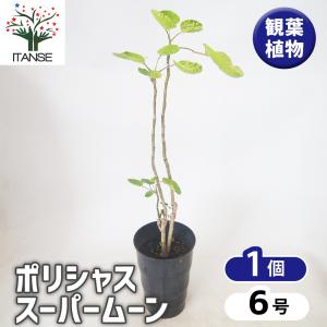 観葉植物：ポリシャス ロベル*7号セラアート鉢 受皿付 バークチップ