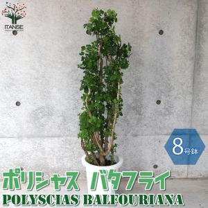 ポリシャス 観葉植物の商品一覧 通販 Yahoo ショッピング