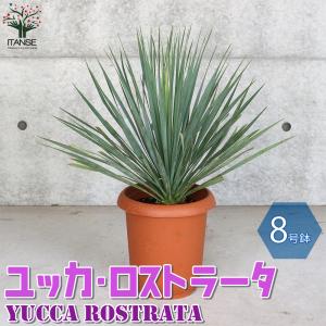 ロストラータ ユッカ 常緑 観葉植物 耐寒性 ドライガーデン シンボル