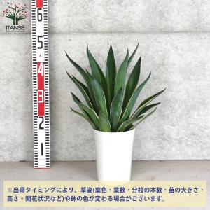 ITANSE アガベ・ベネズエラ バリエガータ...の詳細画像1