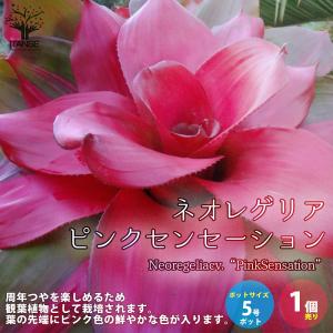 ピンク 斑入りの葉 観葉植物 の商品一覧 花 ガーデニング 通販 Yahoo ショッピング