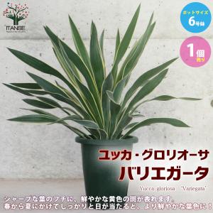 ITANSE ユッカ・グロリオーサ バリエガータ...の商品画像