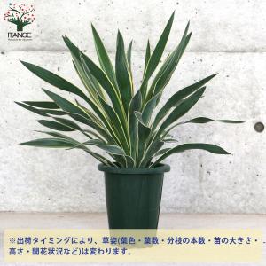 ITANSE ユッカ・グロリオーサ バリエガー...の詳細画像2
