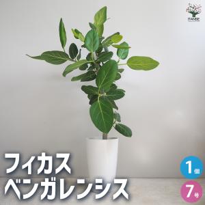 希少な大株 国内実生株 斑入り パキラ ミルキーウェイ 高さ126cm 7号鉢