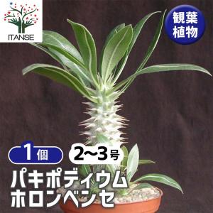アローカリア ナンヨウスギ 7号鉢 観葉植物 : 日本ライン花木センター