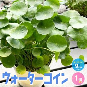 ［確認用］水生植物　苗 ビオトープ）水生植物 冬季にオススメ 常緑ビオ植物3点セット