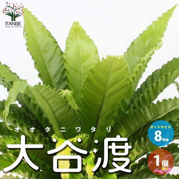 ITANSE オオタニワタリ(大谷渡) 観葉植物 8号鉢 リビングやオフィスに置きやすいサイズ 1個...