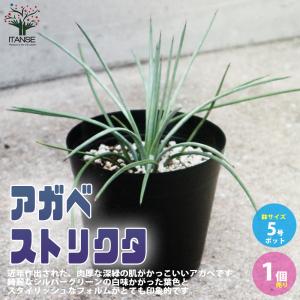 アガベ ストリクタの商品一覧 通販 Yahoo ショッピング