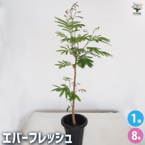 観葉植物：チランジア エアープランツ キセログラフィカ*特大 現品 1番