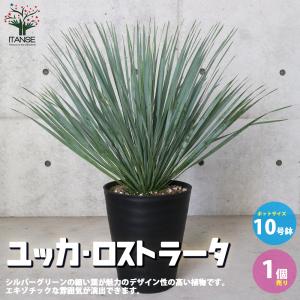 ユッカ ロストラータ ブルーベルベット （5寸鉢植え） : 日本花卉