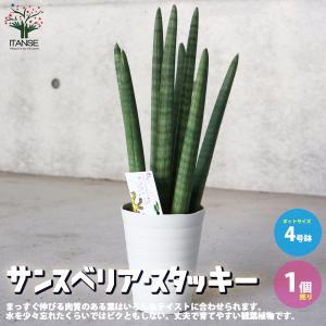 ITANSE サンスベリア スタッキー 観葉植物 4号プラスチック鉢：リビングやオフィス向きサイズ 1個売り 人気 インテリア 観賞 送料無料 イタンセ公式｜itanse