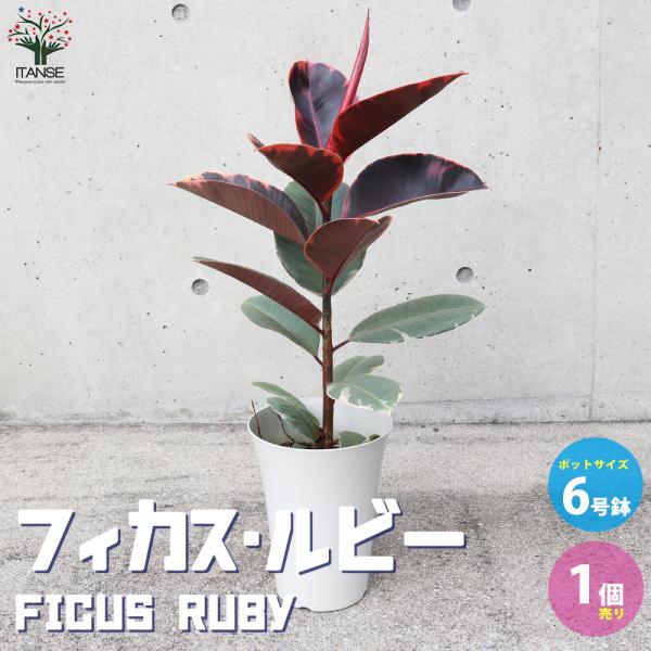 ITANSE フィカス・ルビー 観葉植物 6号鉢・リビングやオフィスの窓辺向きサイズ 1個売り 人気...