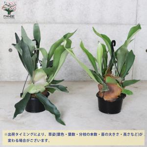 ITANSE ビカクシダ(コウモリラン) :ビ...の詳細画像2