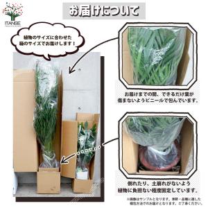 ITANSE ビカクシダ(コウモリラン) :ビ...の詳細画像3