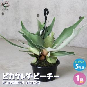 ビカクシダの商品一覧 通販 Yahoo ショッピング