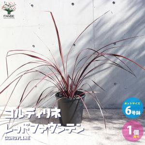 コルディリネ レッドファウンテン 観葉植物 9号ナーセリーポット大苗 1個売り おしゃれ インテリア 観賞の商品画像