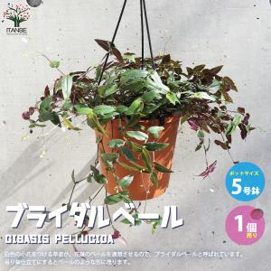 アリ植物 レカノプテリス Lecanopteris 4.5号｜観葉01-D1 : 赤塚植物園
