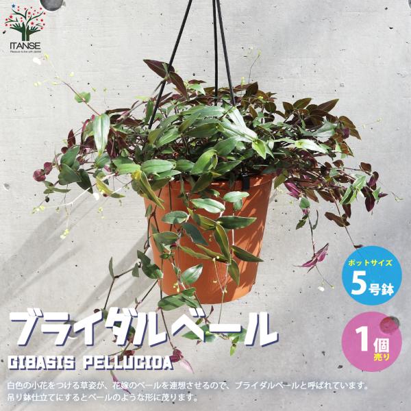 ITANSE 観葉植物 ブライダルベール 観葉植物 5号吊鉢 1個売り 人気 観葉植物 おしゃれ イ...