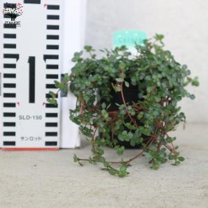 ITANSE ピレア・グレイシー 観葉植物 3...の詳細画像1