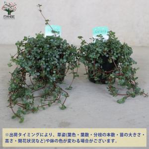 ITANSE ピレア・グレイシー 観葉植物 3...の詳細画像2