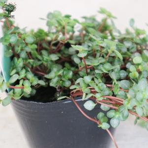 ITANSE ピレア・グレイシー 観葉植物 3...の詳細画像4