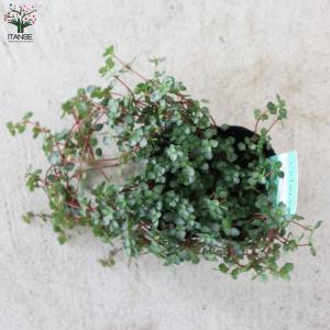 ITANSE ピレア・グレイシー 観葉植物 3...の詳細画像5