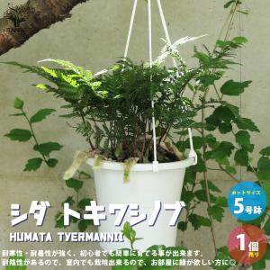 鉢花 観葉植物：フィリカ プベッセンス ワフトフェザー ハイドラ*7号
