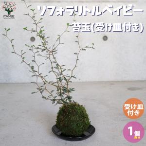 日本花キ流通 フレンチラベンダー 大鉢 バルセロナローズ 6号鉢 送料