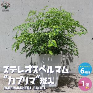 観葉植物：フィカス ベンジャミン レジナルド*プラポット : 遊恵盆栽