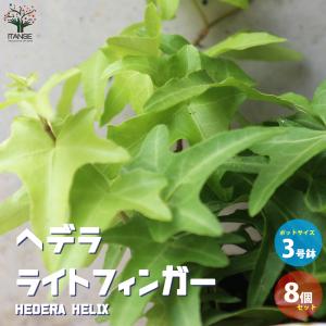 ITANSE ヘデラ(アイビー) ライトフィンガー 観葉植物 3号ポット お買い得8個セット 人気 おしゃれ インテリア 観賞 送料無料 イタンセ公式