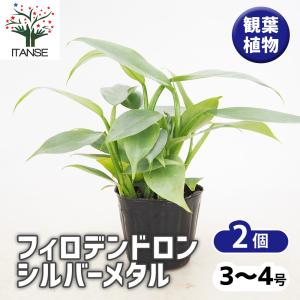 ITANSE フィロデンドロン・シルバーメタル ...の商品画像